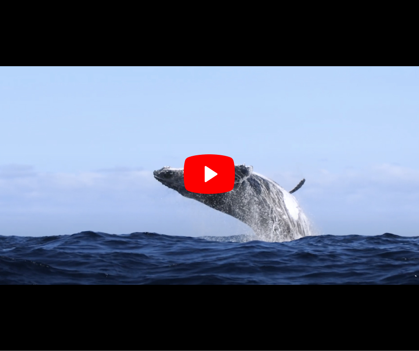 whale watching on a sailbot