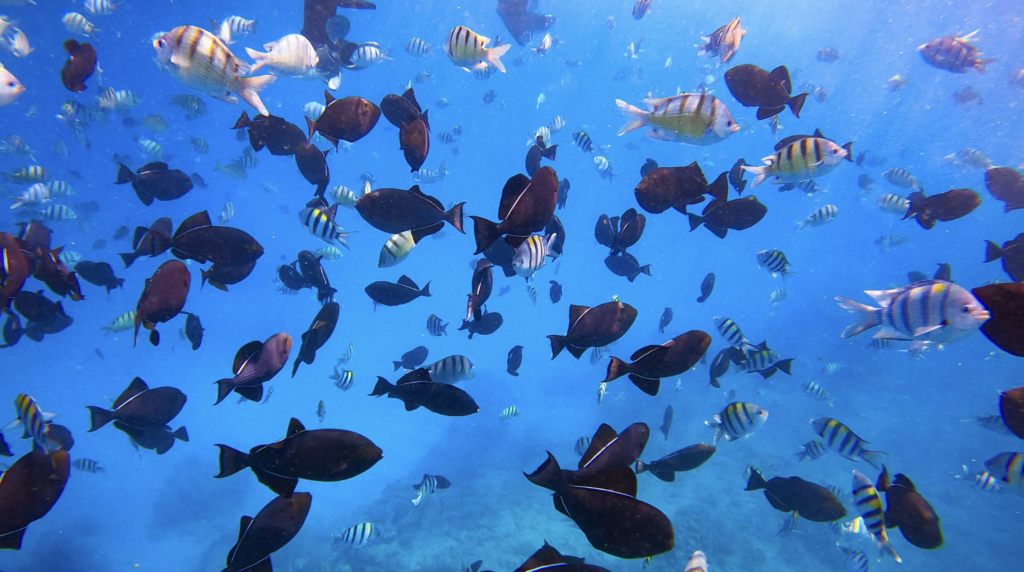 best snorkeling spots in waikiki