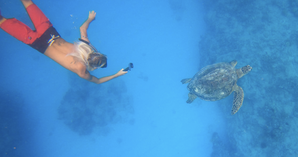turtle